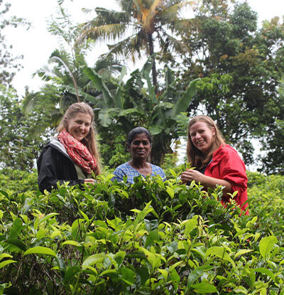 tea plucking with local tea pluckers