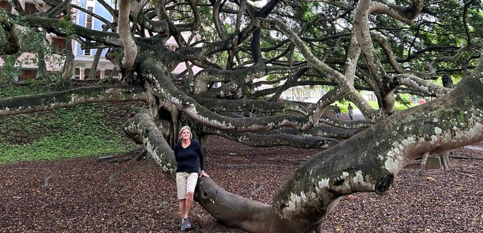 Image of tourist sitting under a massive tree in the Botanical Gardens