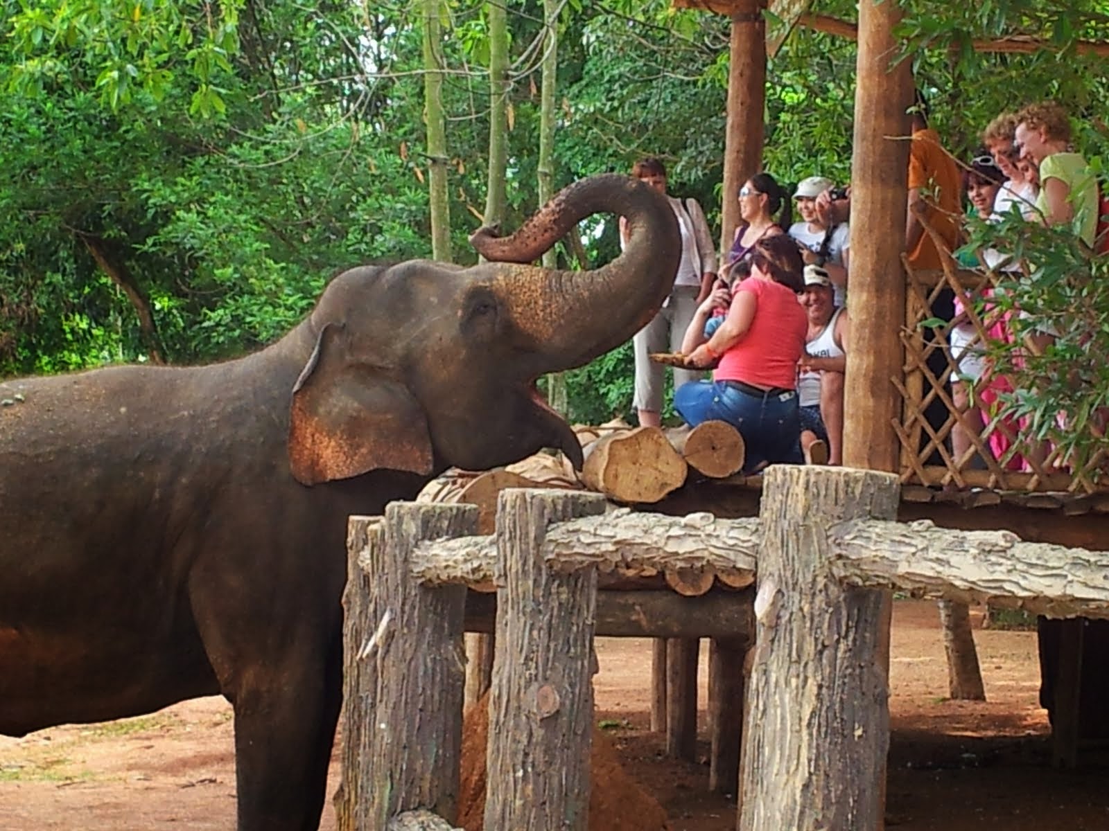 Pinnawala Elephant feeding