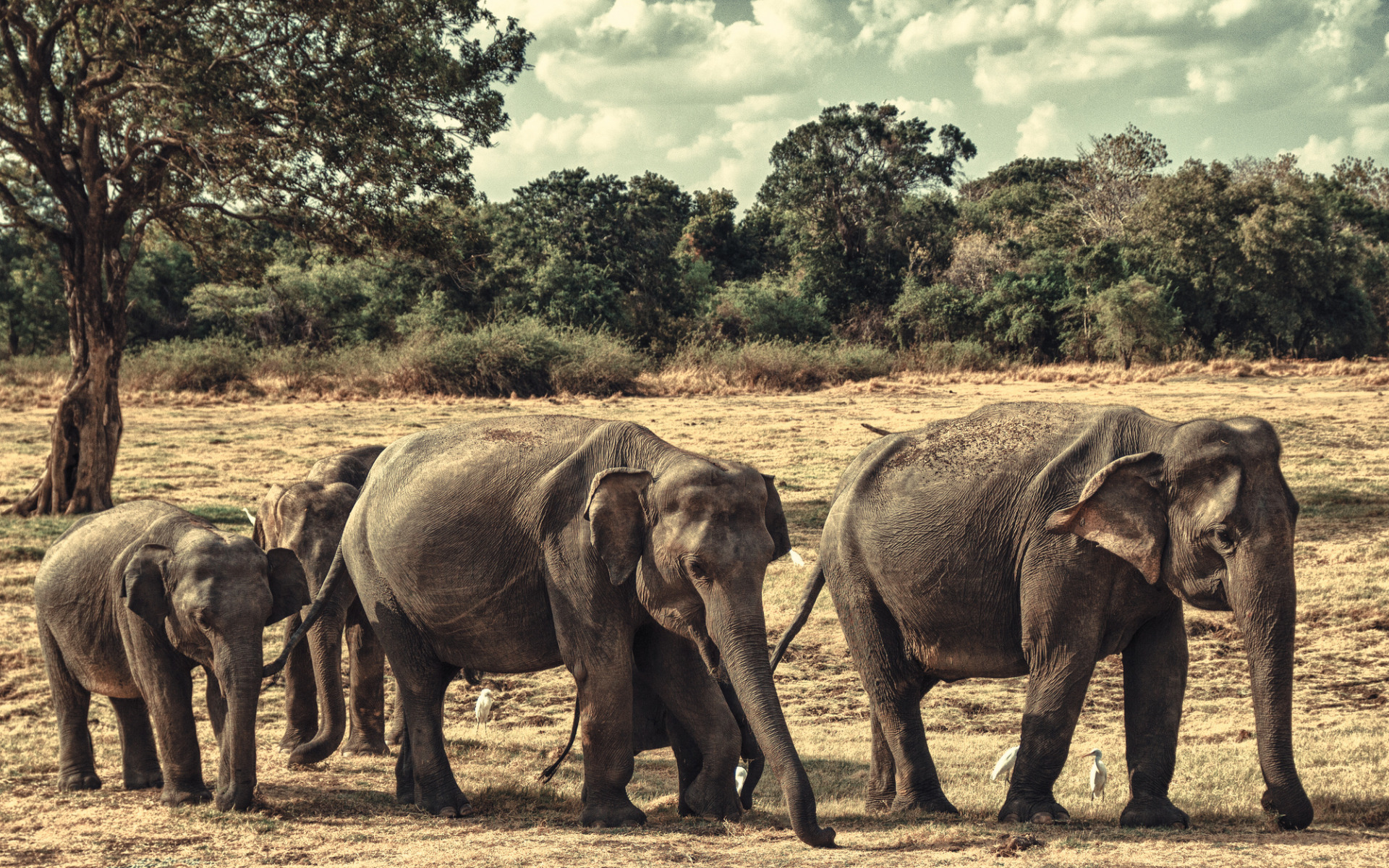 family of elephants in minneriya national park