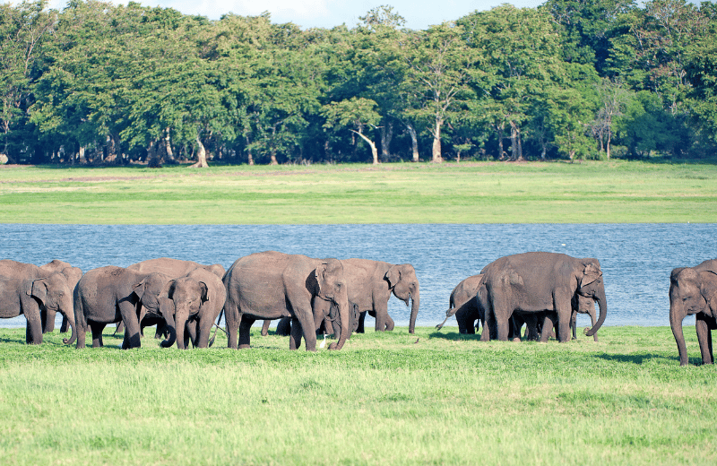 Wild elephants gathering at Minneriya National Park, Sri Lanka