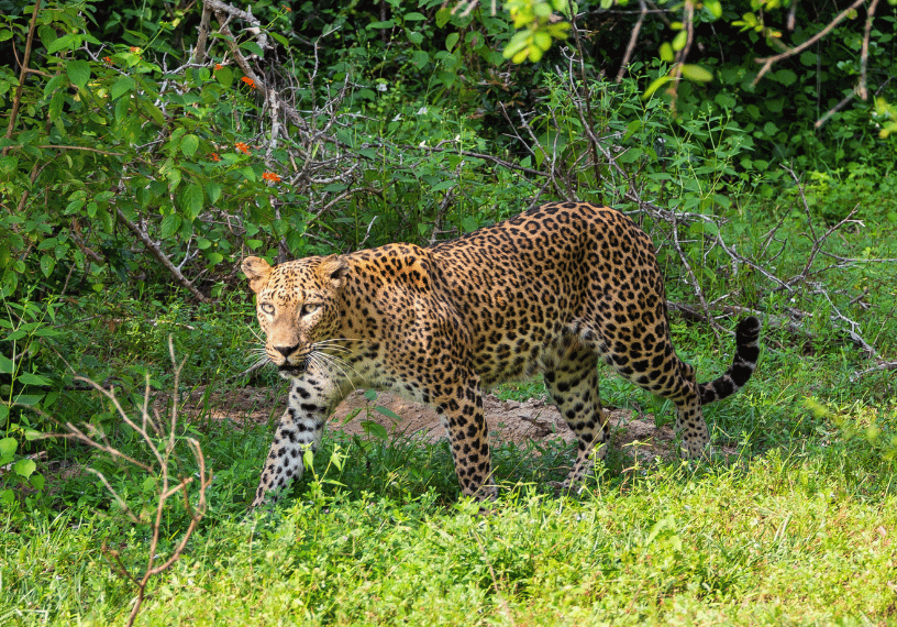 Sri Lankan leopard resting on a rock in Yala National Park