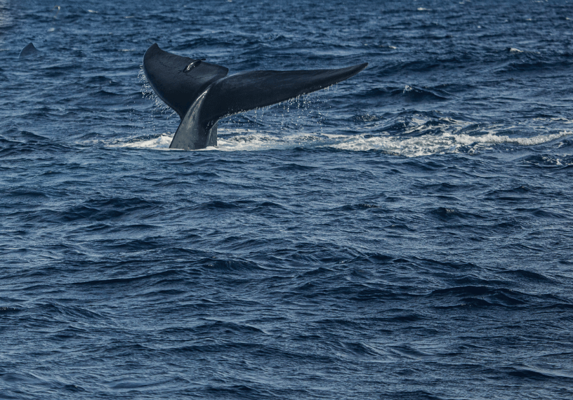 Blue whale surfacing off the coast of Mirissa, Sri Lanka