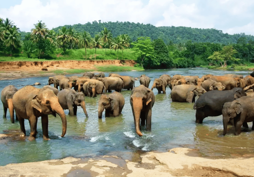 Elephants bathing in the Maha Oya River at Pinnawala, Sri Lanka