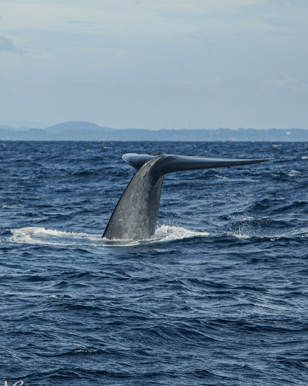 whale watching experience and dolphine watching