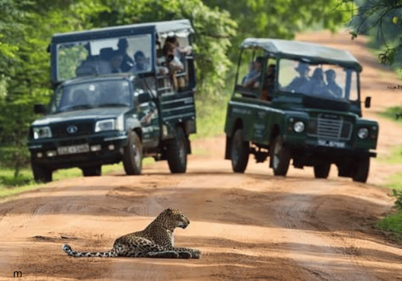 Sri Lankan leopard resting beside a villu lake in Wilpattu National Park